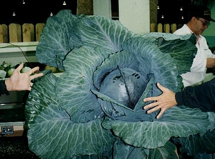 One hell-of-a BIG baby would come out of THIS cabbage.
