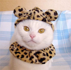 leopardcat.jpg