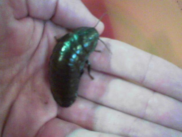This is evidently a 'Big friendly cockroach'