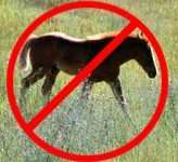 No pony for YOU!