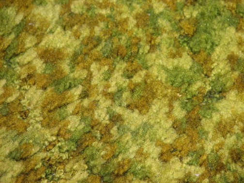vomitcarpet2sm.jpg forest floor green vomit carpet